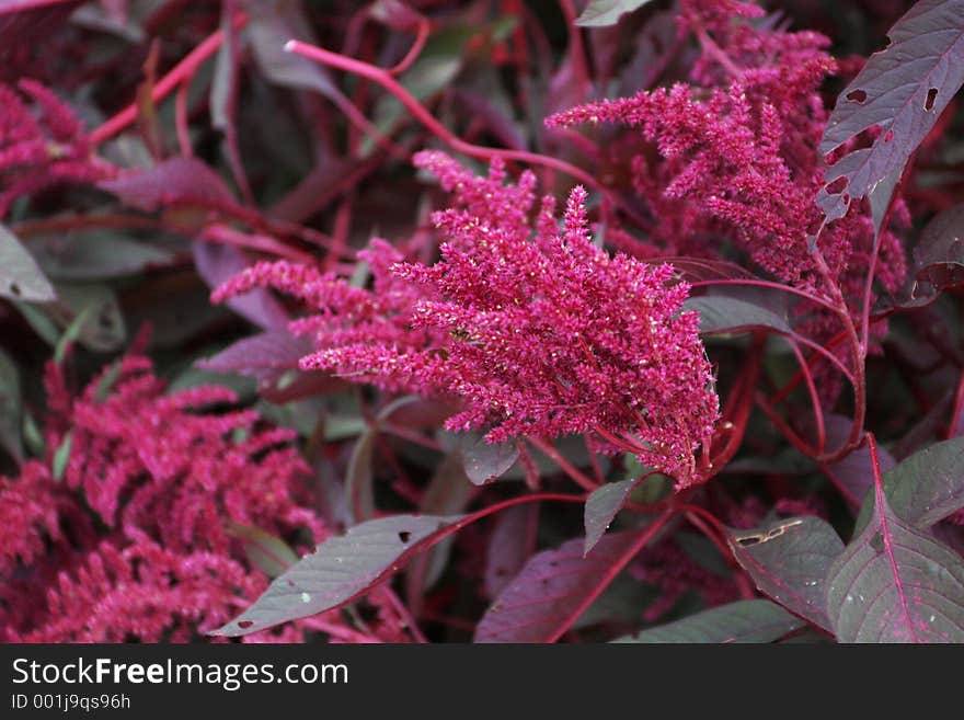 Red Bush with Flower at Farmer's Market