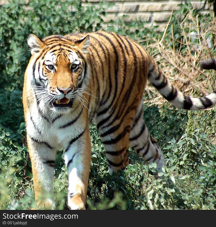 Image taken Buffalo Zoo,Buffalo,New York. Image taken Buffalo Zoo,Buffalo,New York