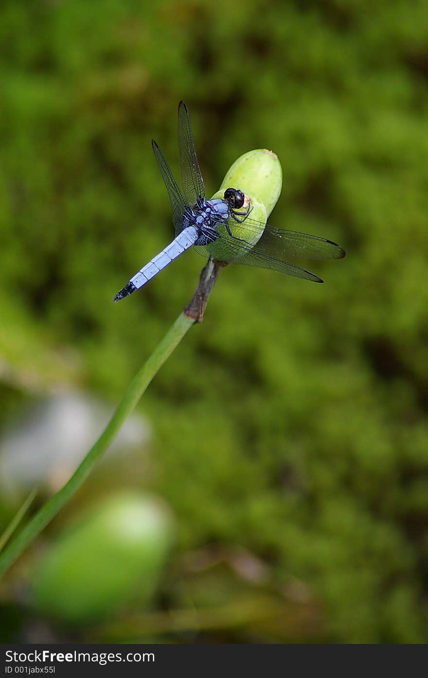 Blue dragonfly resting on a flowerbud