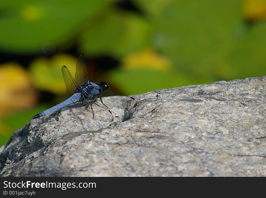 Blue dragonfly on a rock