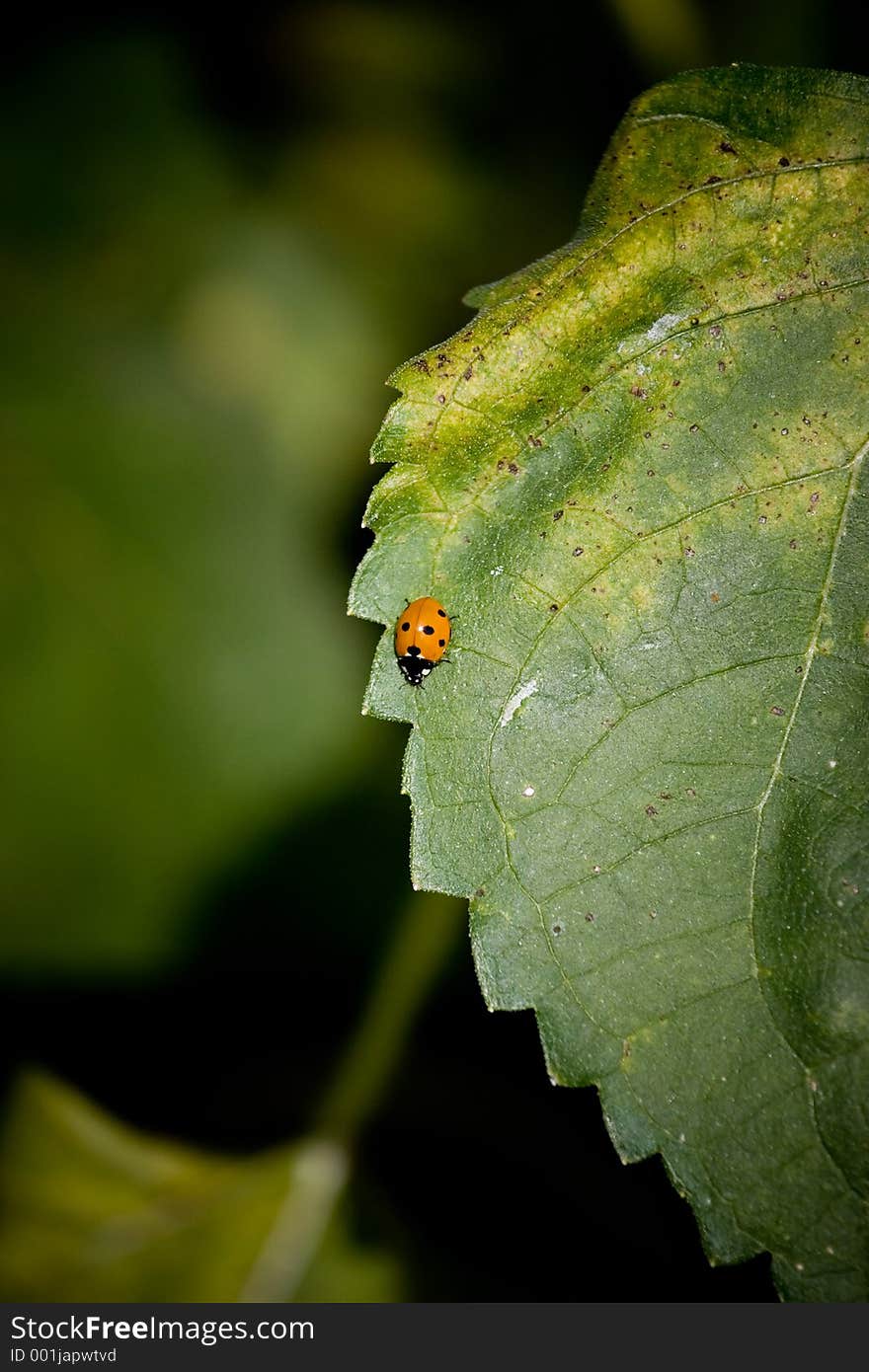 Lady bug on leaf