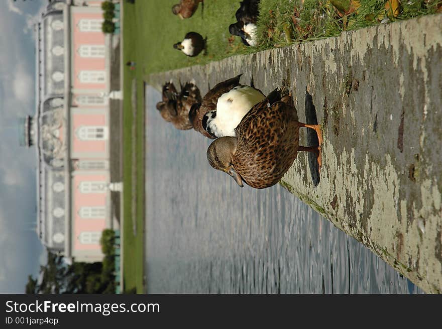 Ducks taking a rest in a park. Ducks taking a rest in a park