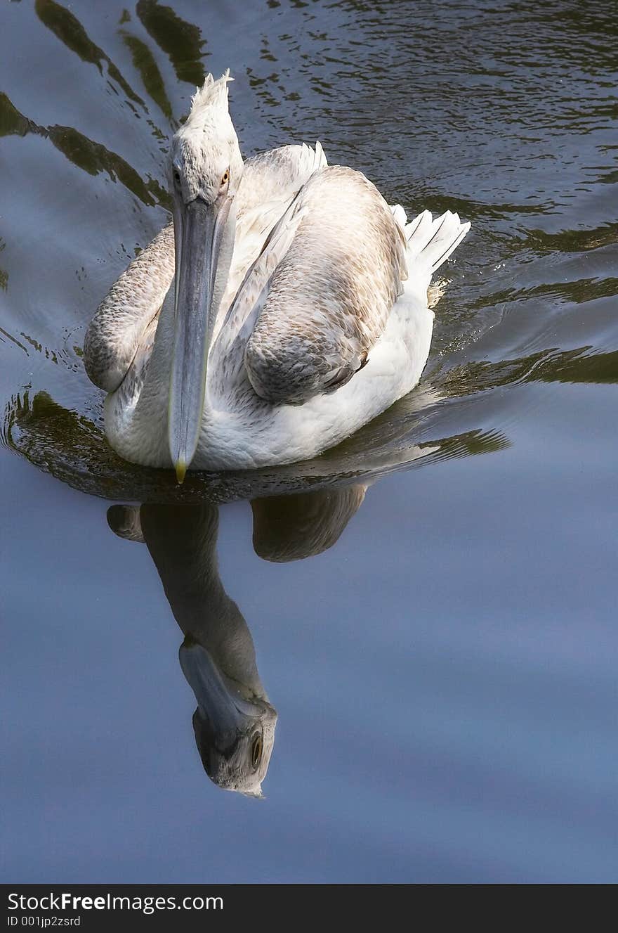 The pelican admires the reflection