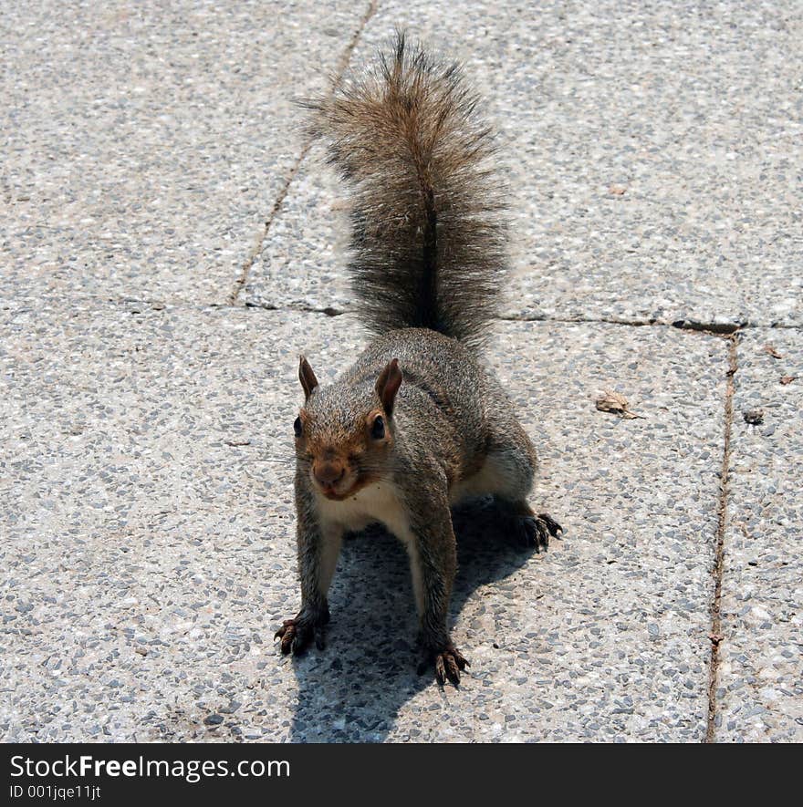 Squirrel