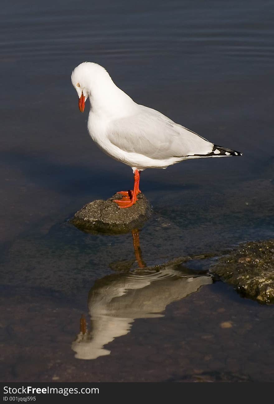 A Seagull perched on a lake watching itself in a reflection. A Seagull perched on a lake watching itself in a reflection.