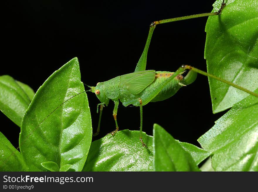 An insect walking on leaves. An insect walking on leaves