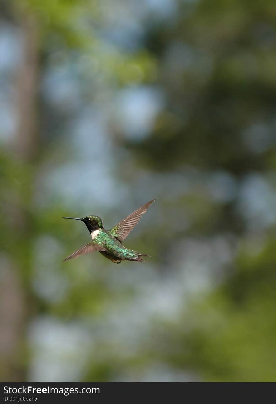 Hummingbird at the feeder