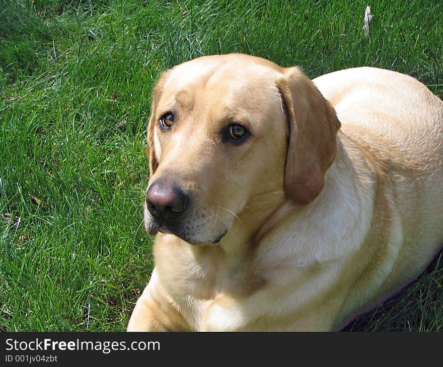 Yellow Lab Looking at Camera