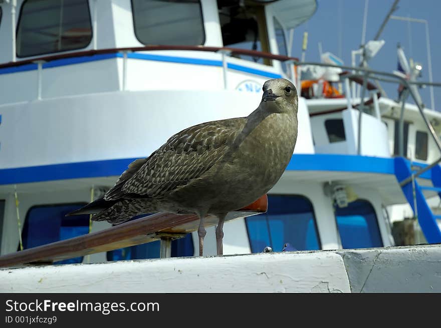 Pirched Seagull