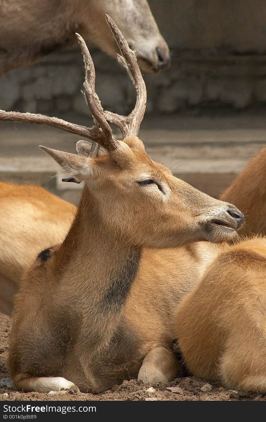 The young wood deer is heated on the spring sun