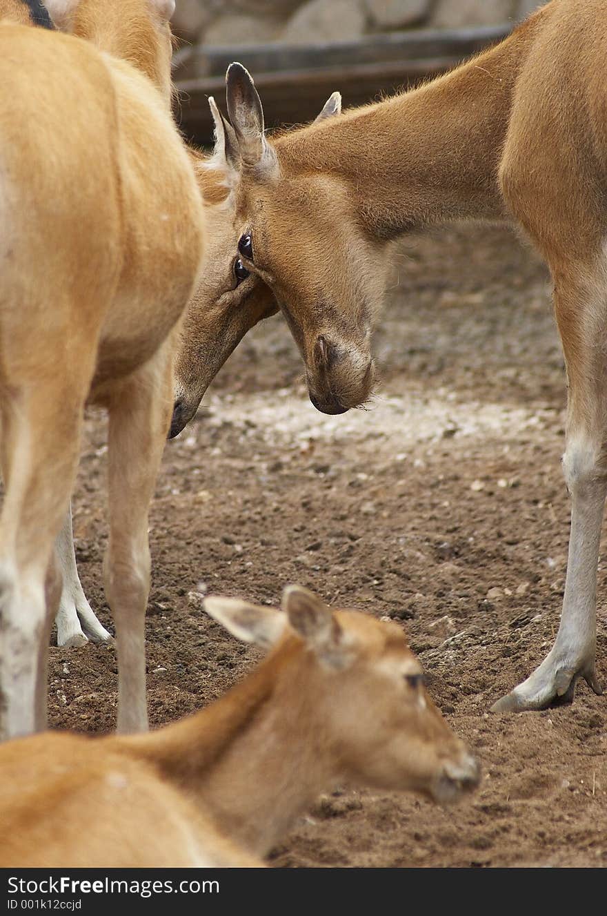 Young deers compete for attention of lady. Young deers compete for attention of lady