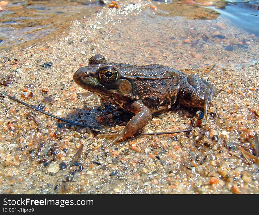 Leapord frog on the Beach