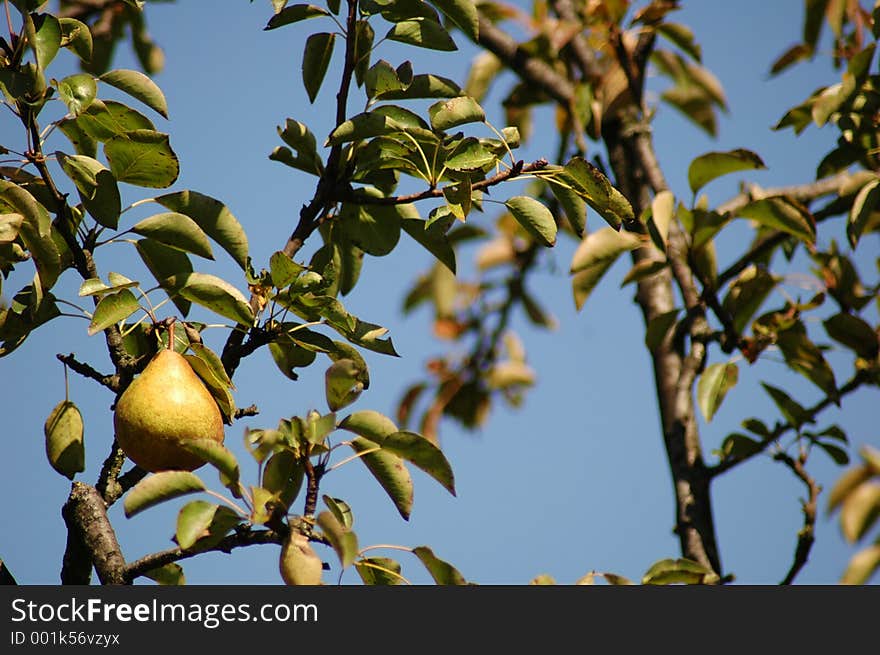 Fresh pear in a tree at Baia Mare, Romania. Fresh pear in a tree at Baia Mare, Romania