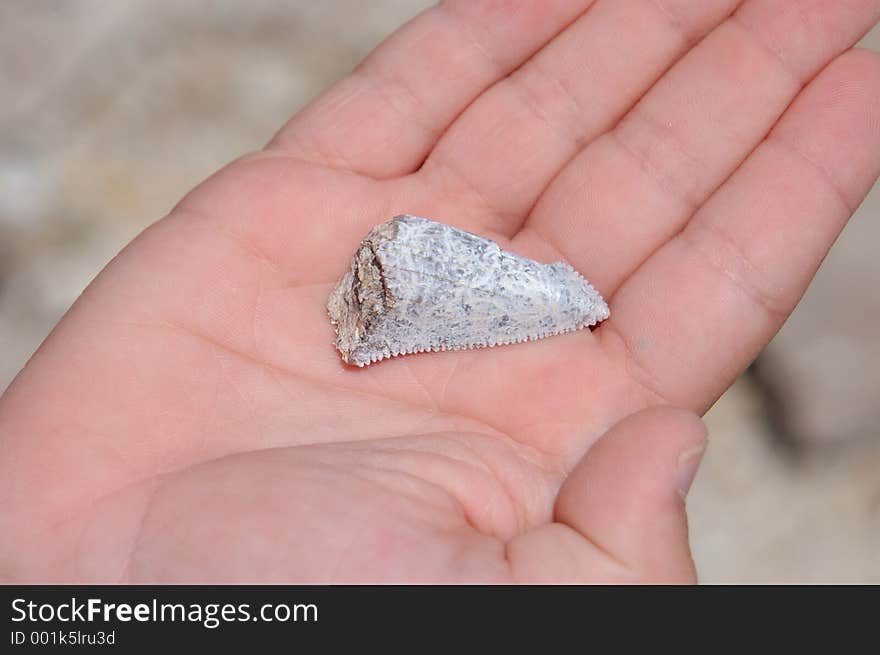 Shark tooth in Hand