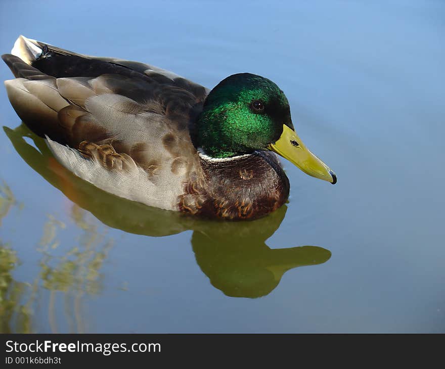 Wild duck swimming in pond