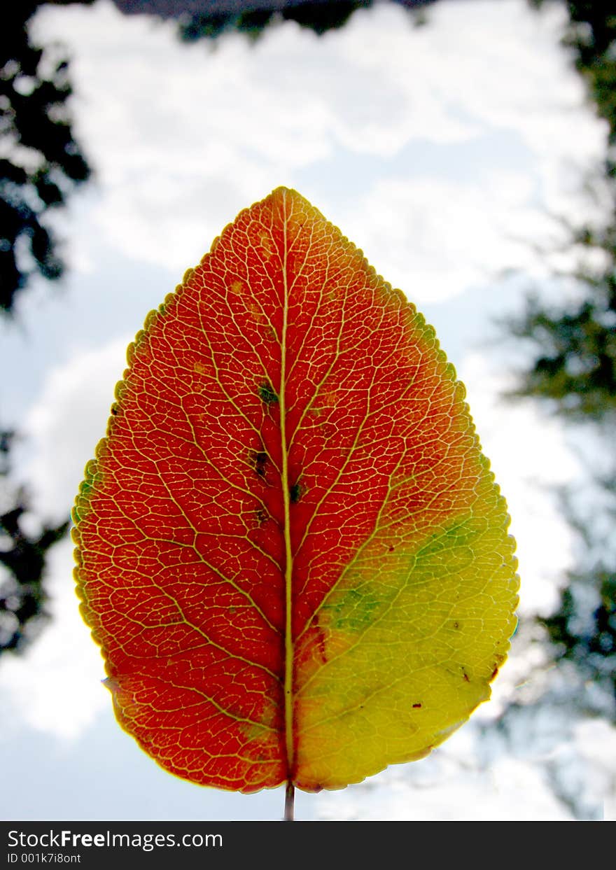 Autumn leaf against sky, framed by trees. Autumn leaf against sky, framed by trees.