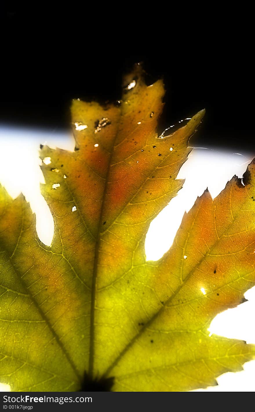 Autumn leaf against white/black surface. Autumn leaf against white/black surface