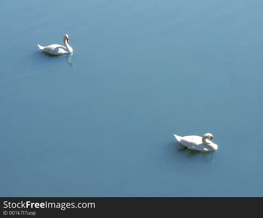 A pair of swans swimming. A pair of swans swimming