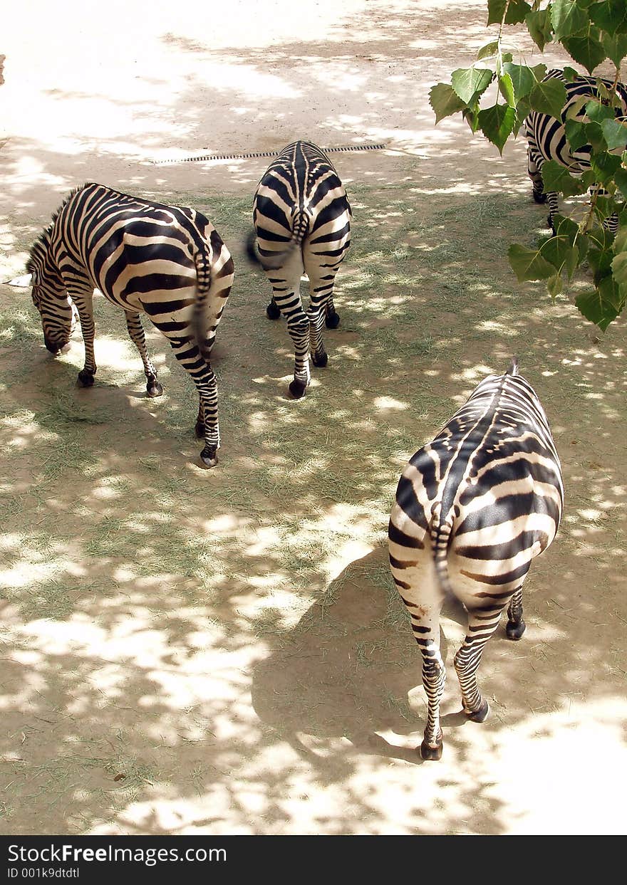 A group of zebras feeding from behind. A group of zebras feeding from behind