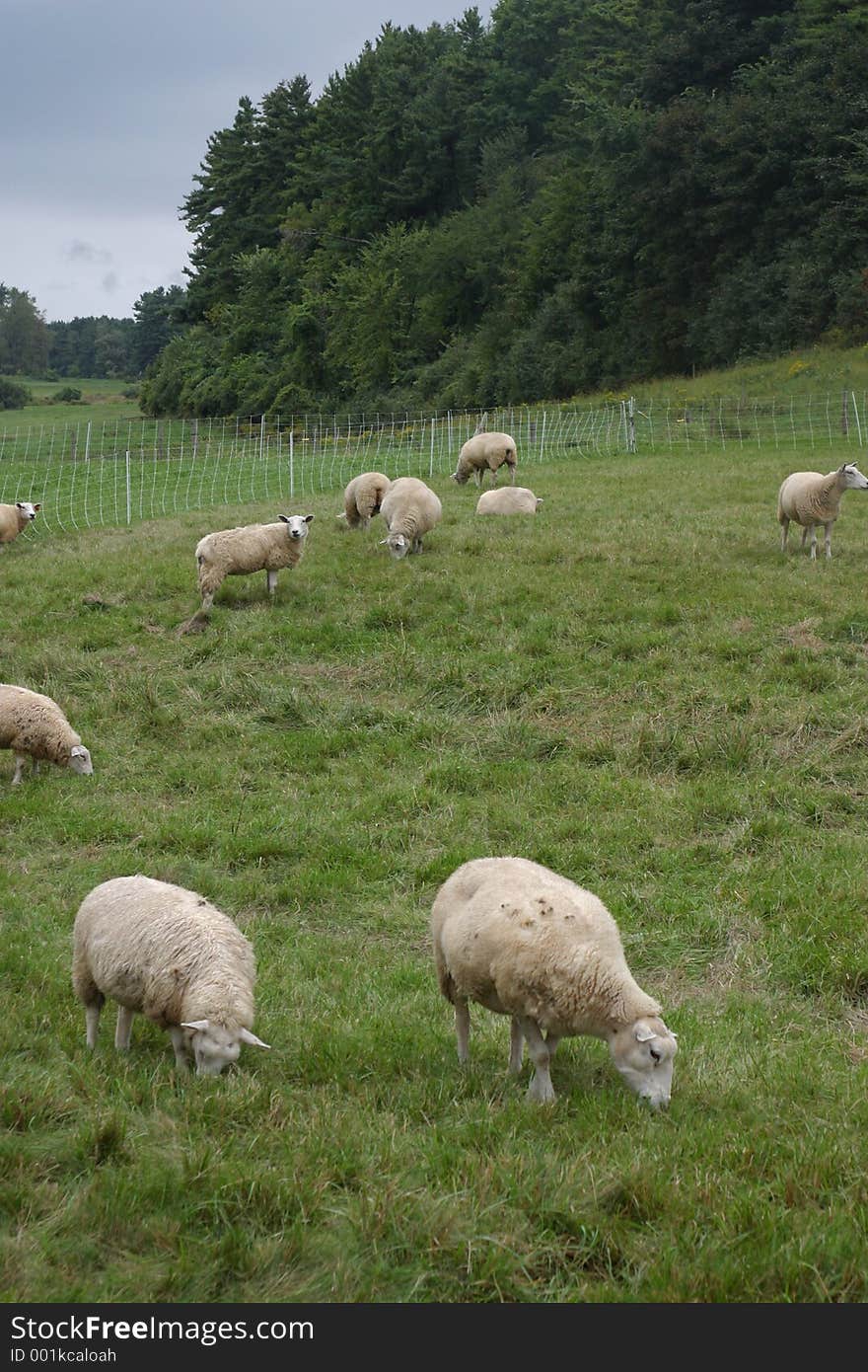 Sheep Landscape