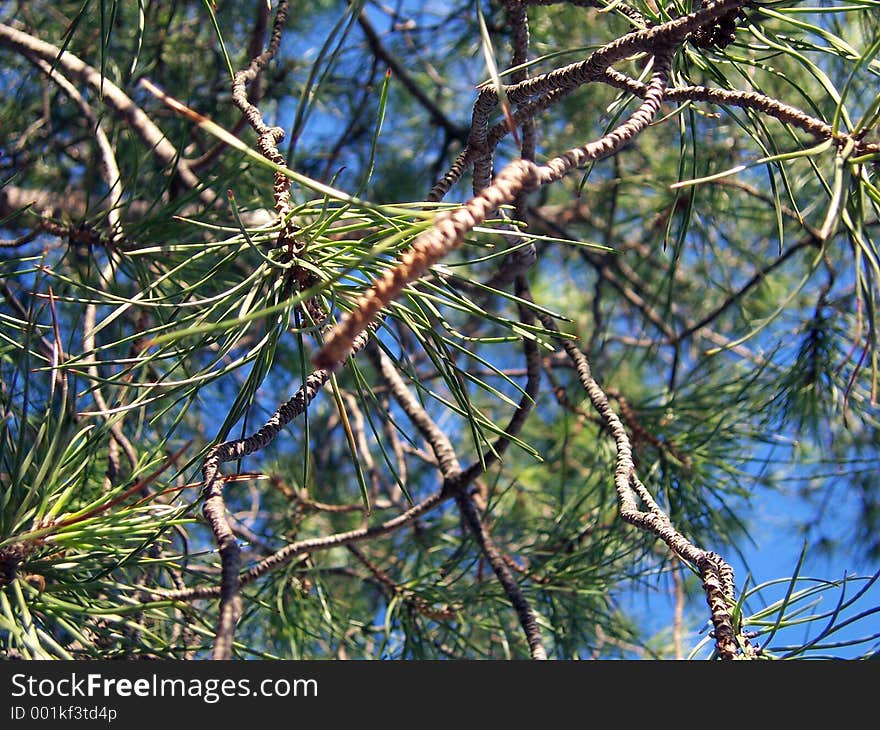 A tree near Paca Espanya in Barcelona