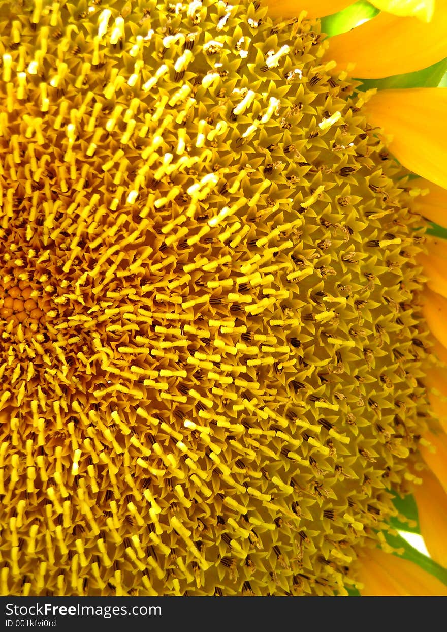 Sunflower Closeup