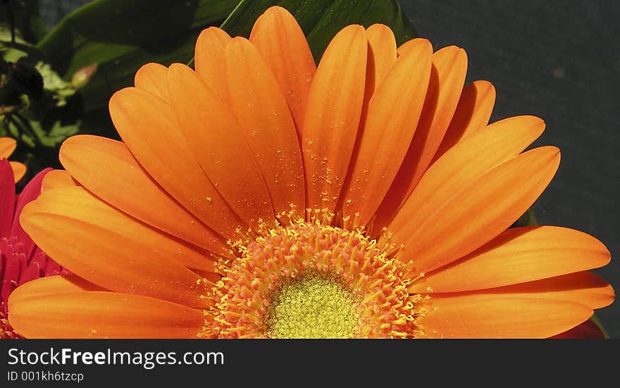 Orange gerbera