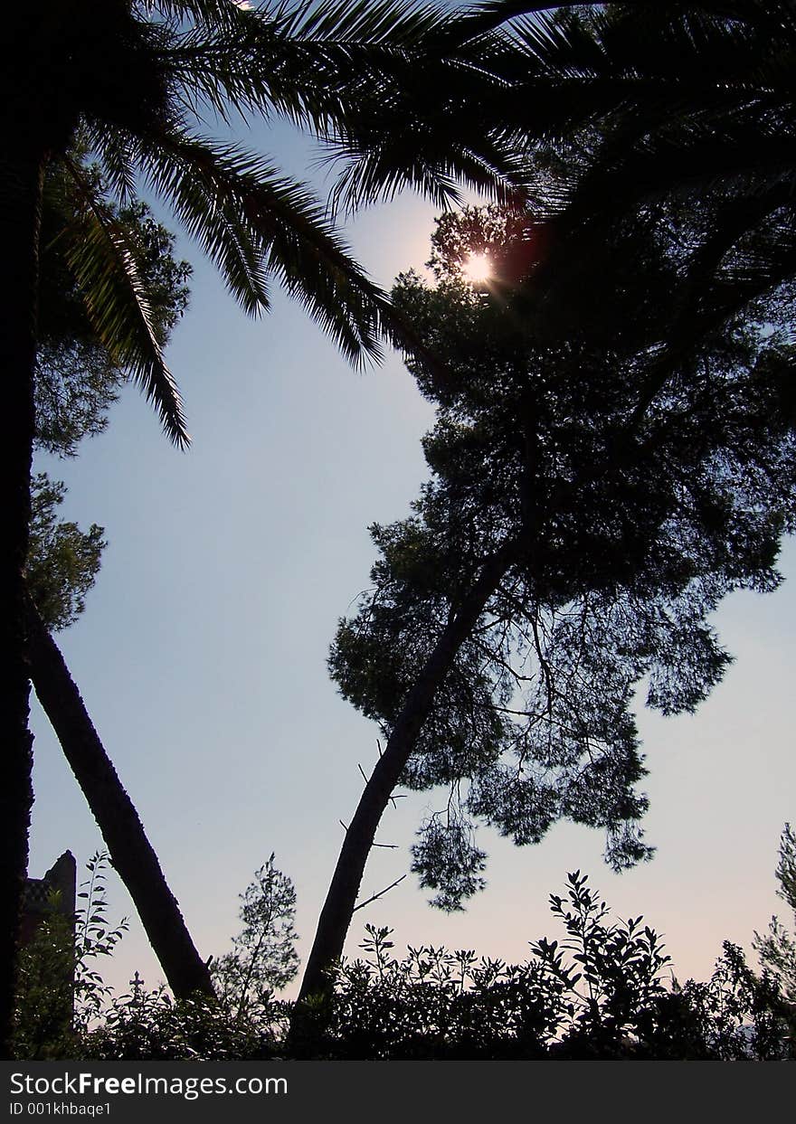 Sunlight through the trees