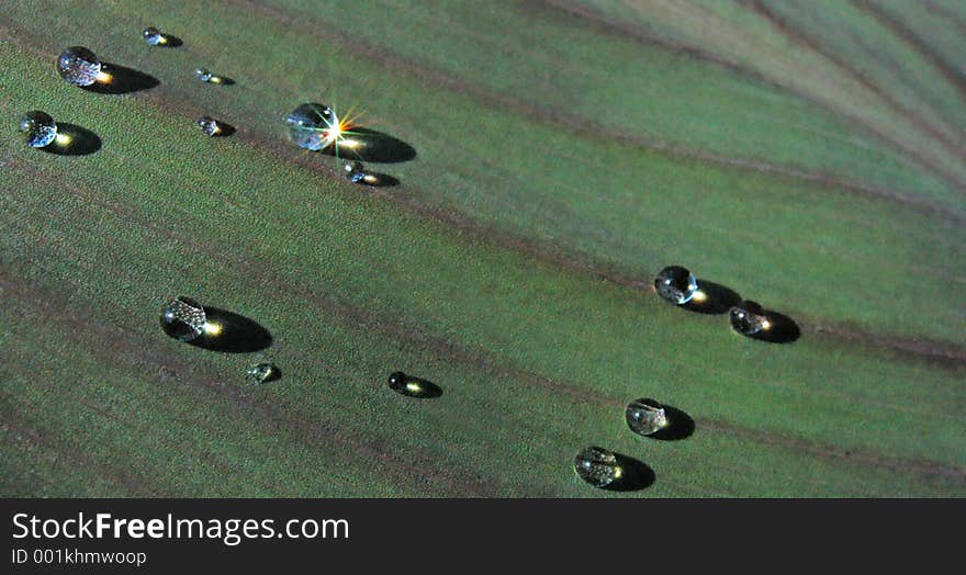 Water droplets shining on a leaf. Water droplets shining on a leaf.