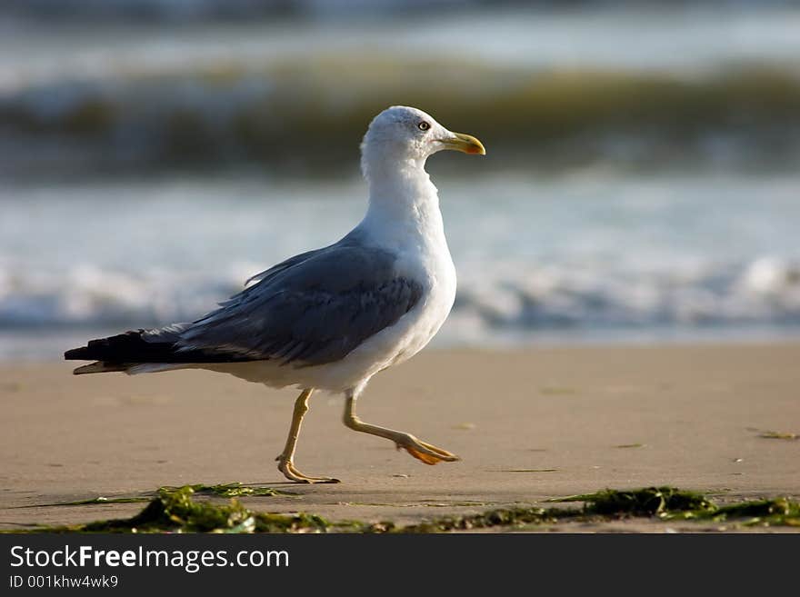 Running seagull