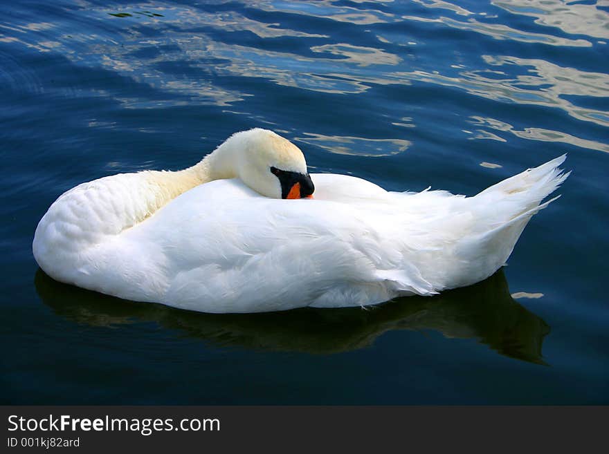 Sleeping Swan