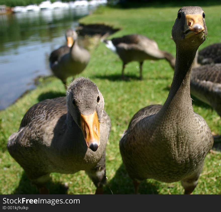 Two inquisitive young goslings