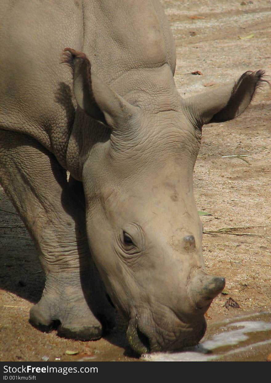 White rhinoceros drinking water