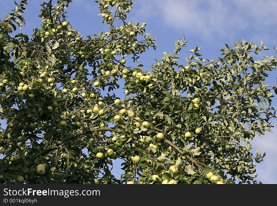 Apple-tree and blue sky. Apple-tree and blue sky