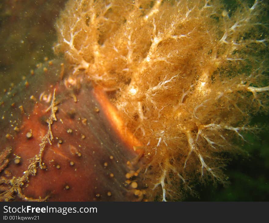 Sea cucumber macro from side view