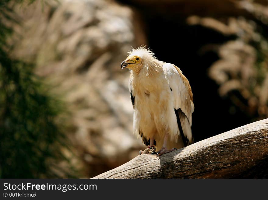 Eagle From The Biblical Zoo in Jerusalem