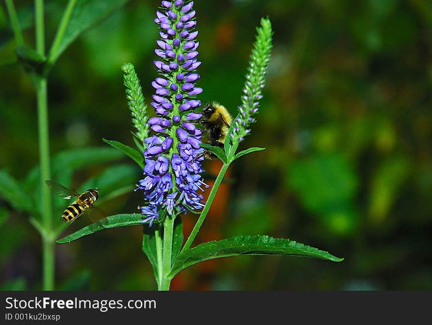 Bumblebee vs. imposter. Bumblebee vs. imposter