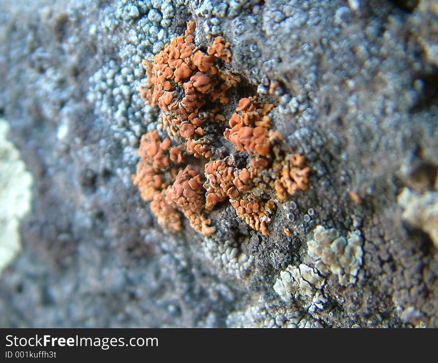 A brightly colored lichen on a rock. A brightly colored lichen on a rock