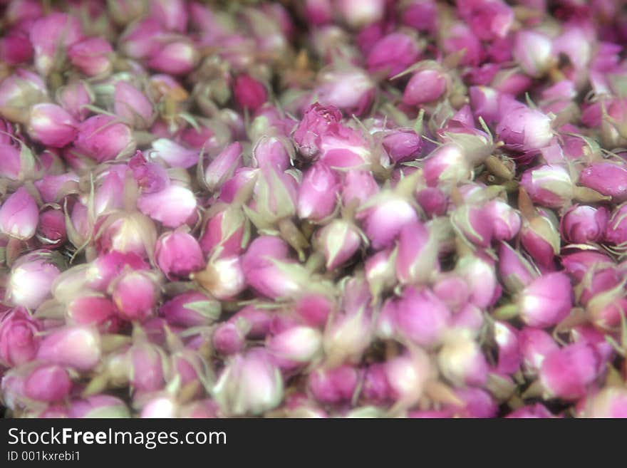 Dreamy rosebud background