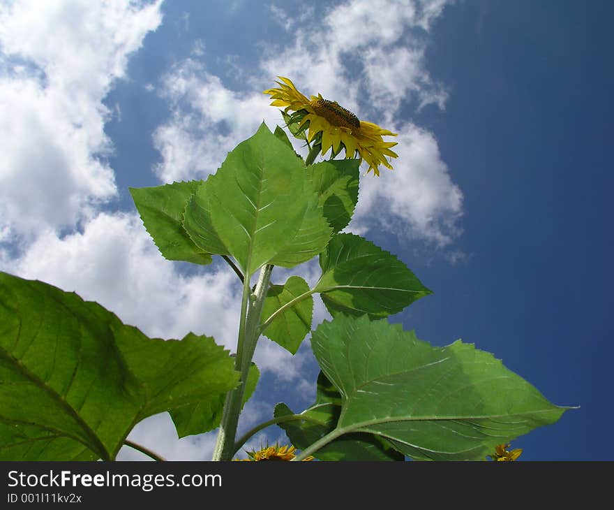 Sunflower 2