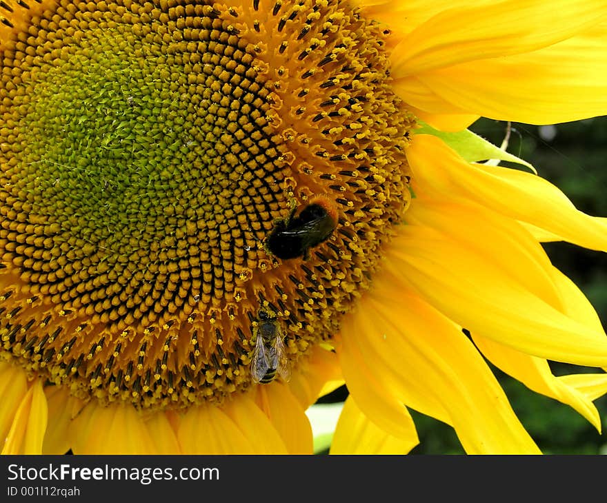 Bee with bumblebee are collecting nectar. Bee with bumblebee are collecting nectar