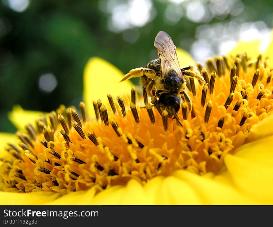 Bee is collecting nectar. Bee is collecting nectar