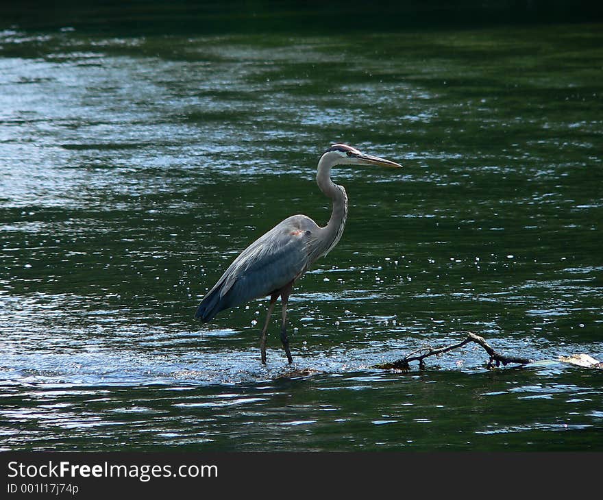 Great Blue Heron. Great Blue Heron