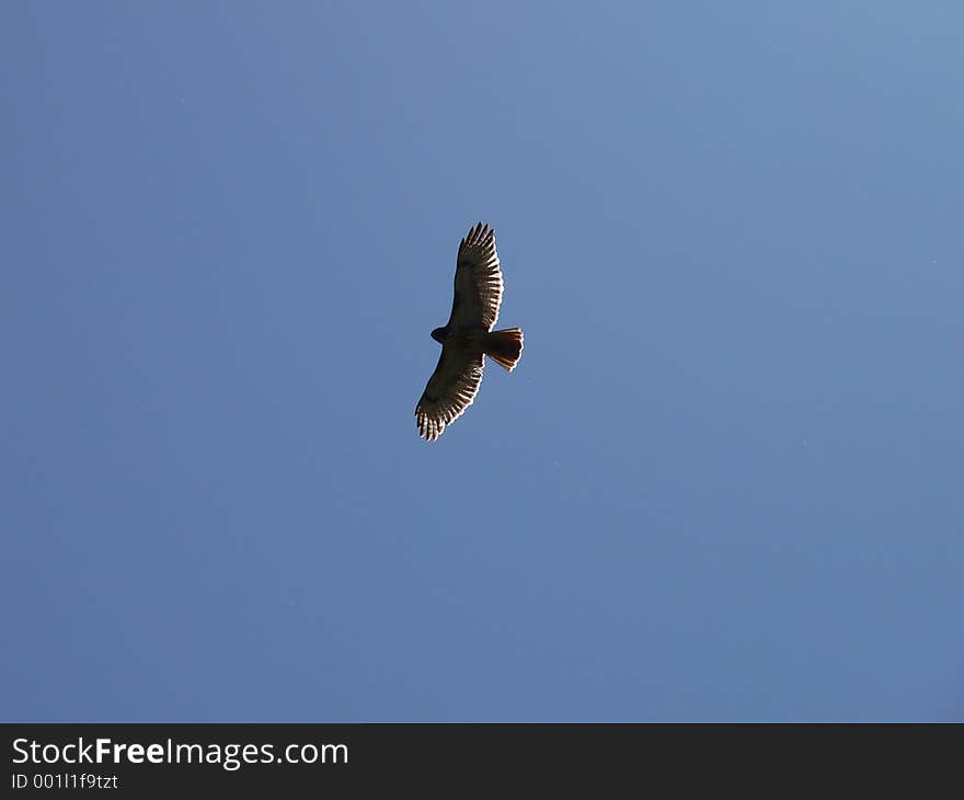 Red-tailed Hawk. Red-tailed Hawk