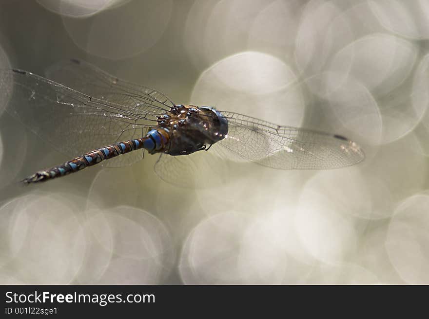 Dragonfly flying over shiny water. Dragonfly flying over shiny water