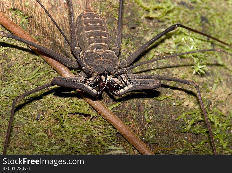 Not A Whip Scorpion