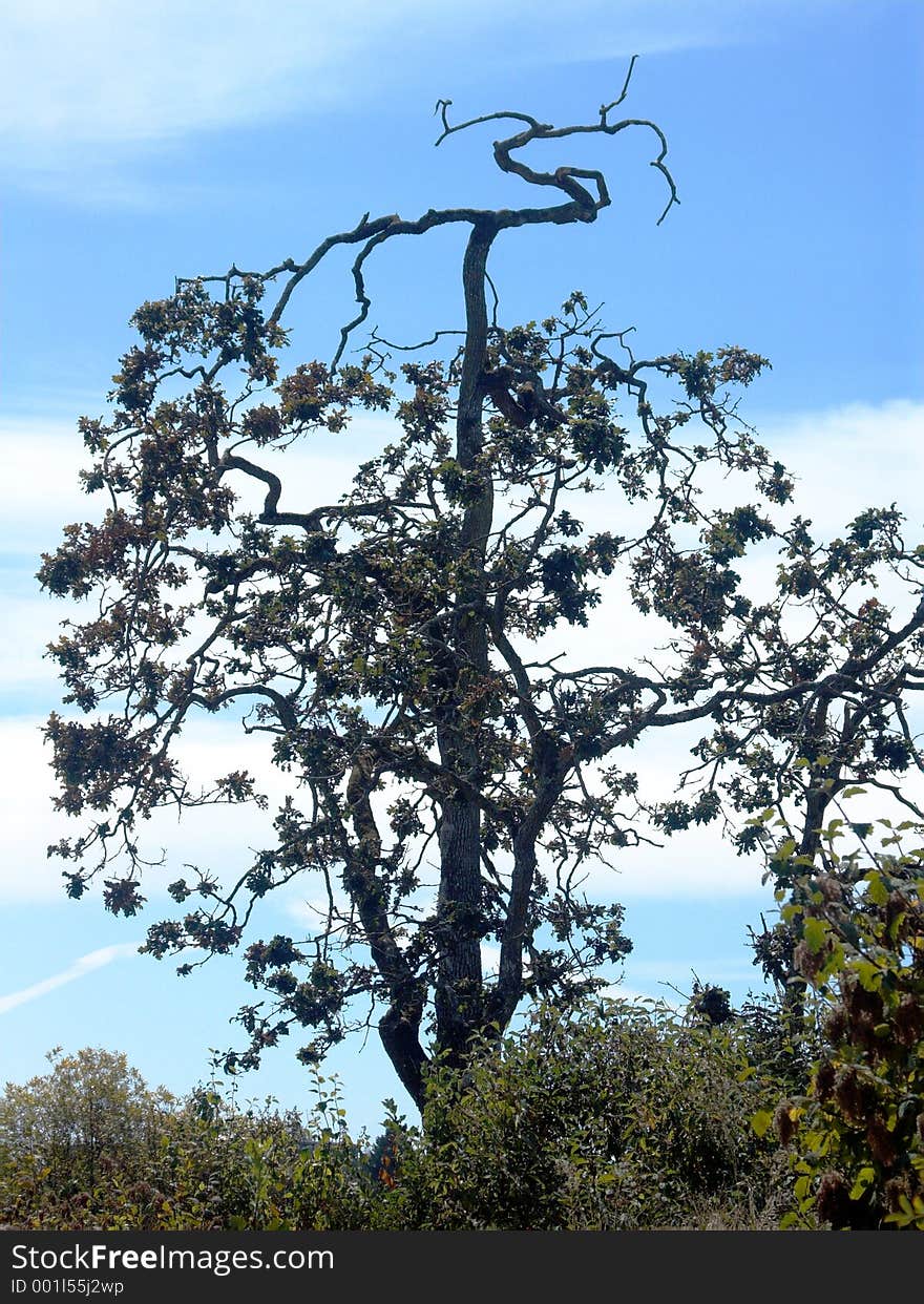 Artistically turned branches render form and beauty to this tree as seen from the Swan Lake Nature Sanctuary, Victoria BC Canada. Artistically turned branches render form and beauty to this tree as seen from the Swan Lake Nature Sanctuary, Victoria BC Canada.