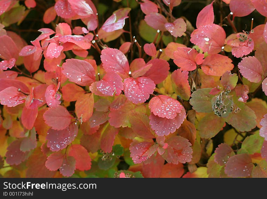 Tree in autumn colors. Tree in autumn colors