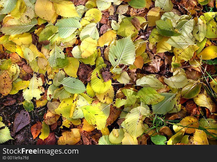 Autumn, background. Autumn, background