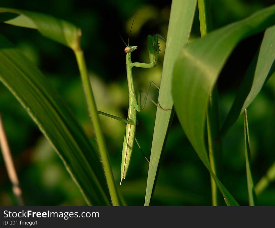 Praying Mantis. Praying Mantis